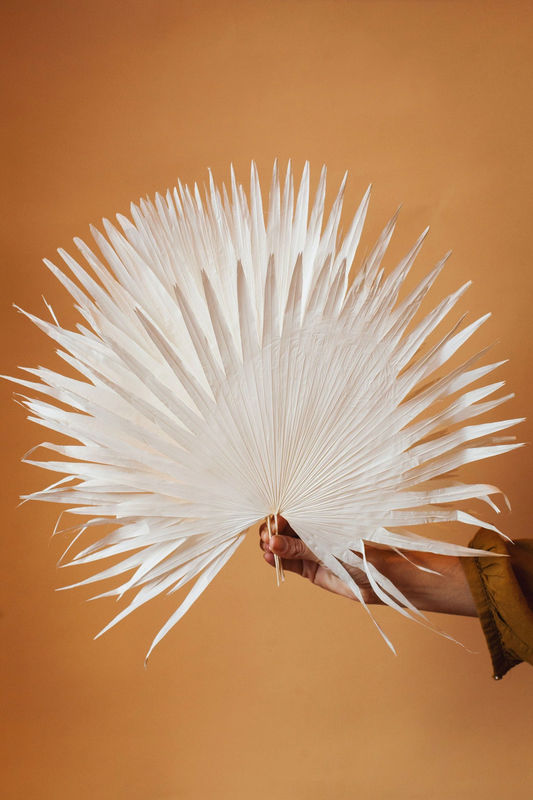 Dried White Anahaw Palms