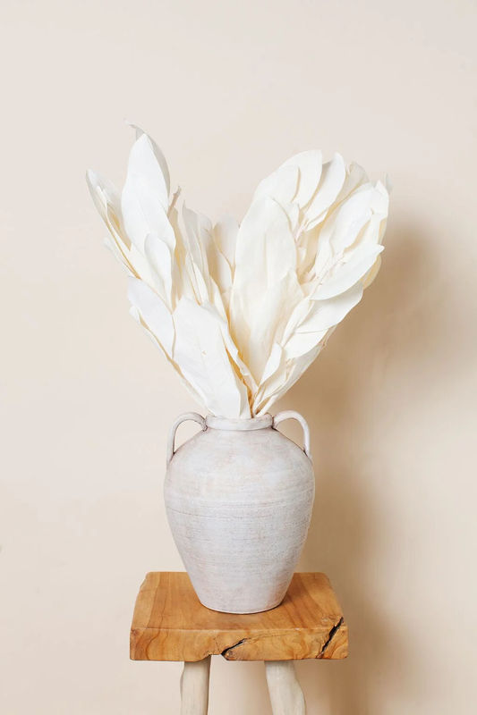 Dried White Magnolia