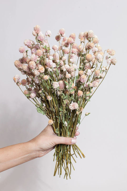 Dried Blush Globe Amaranth