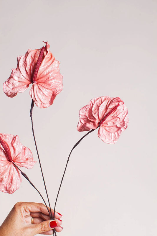 Preserved Pink Anthurium