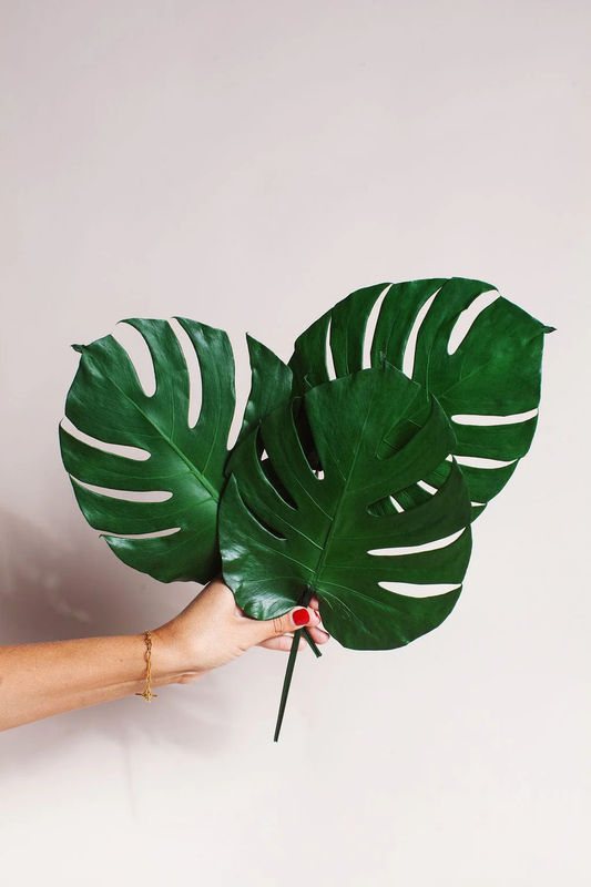 Preserved Monstera Leaves - Size:Small / 3 Leaves