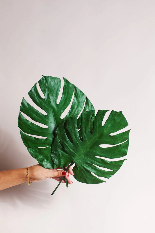 Preserved Monstera Leaves - Size:Medium / 2 Leaves