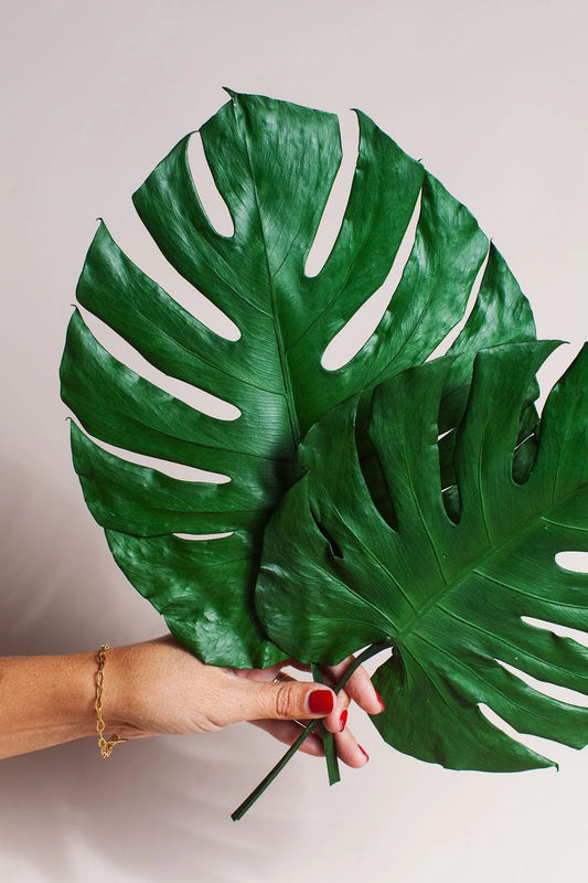 Preserved Monstera Leaves - Size:Large / 2 Leaves