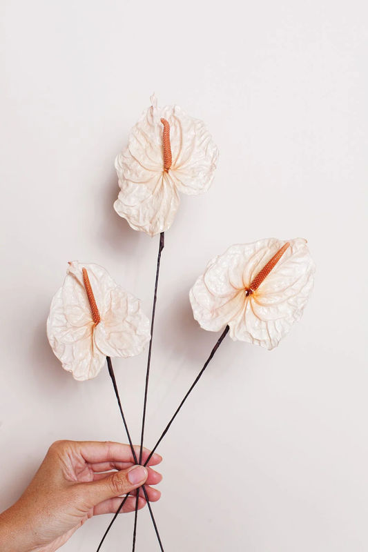 Blush Preserved Anthurium