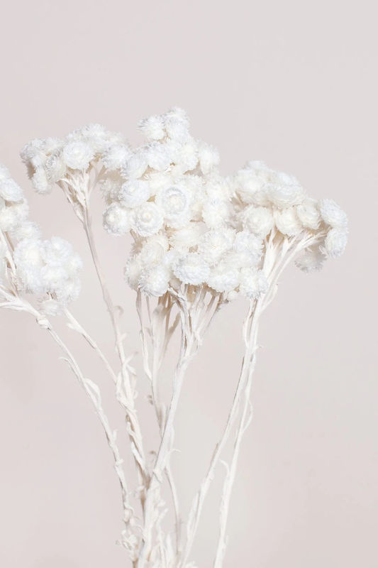 White Immortelle Flower