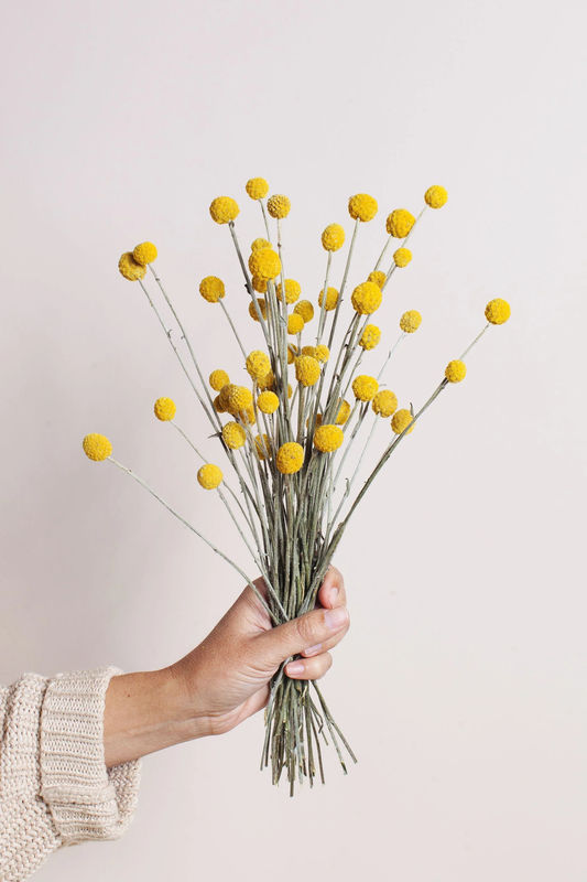 Dried Yellow Billy Balls