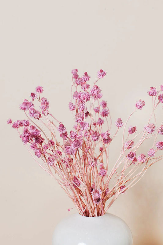 Pink Ammobium Daisy