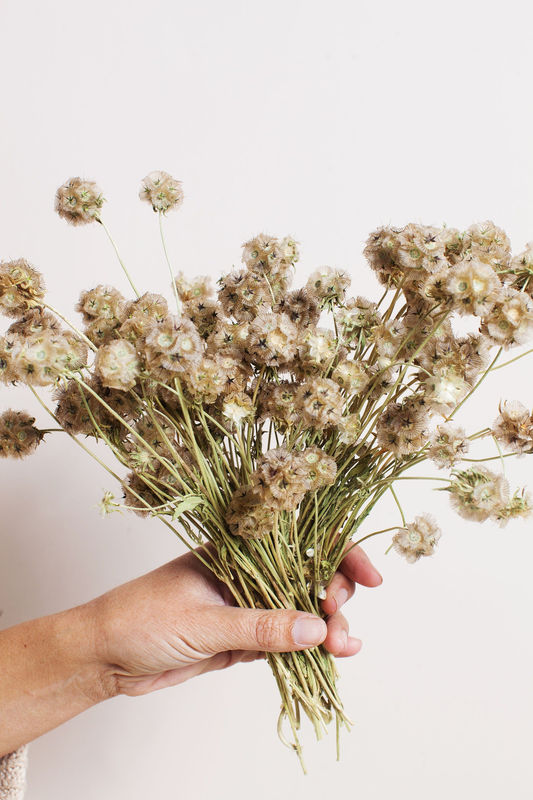 Dried Scabiosa Pods