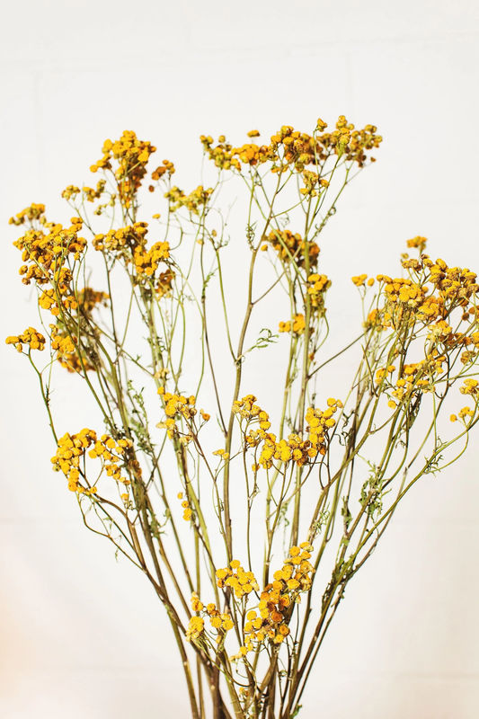 Dried Yellow Tansy