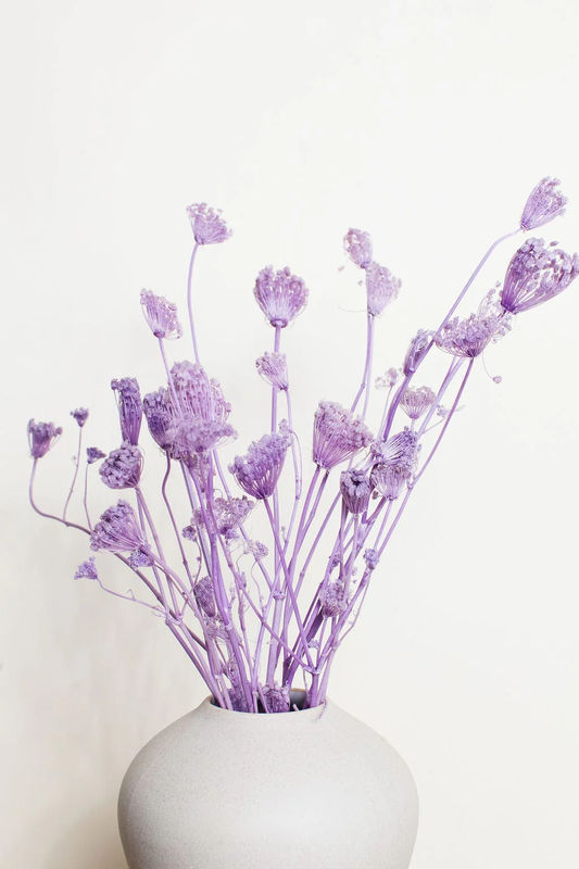 Preserved Purple Fennel