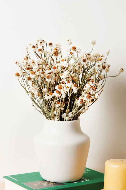 Dried Ammobium Daisy