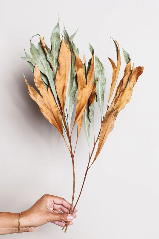 Star Magnolia Preserved