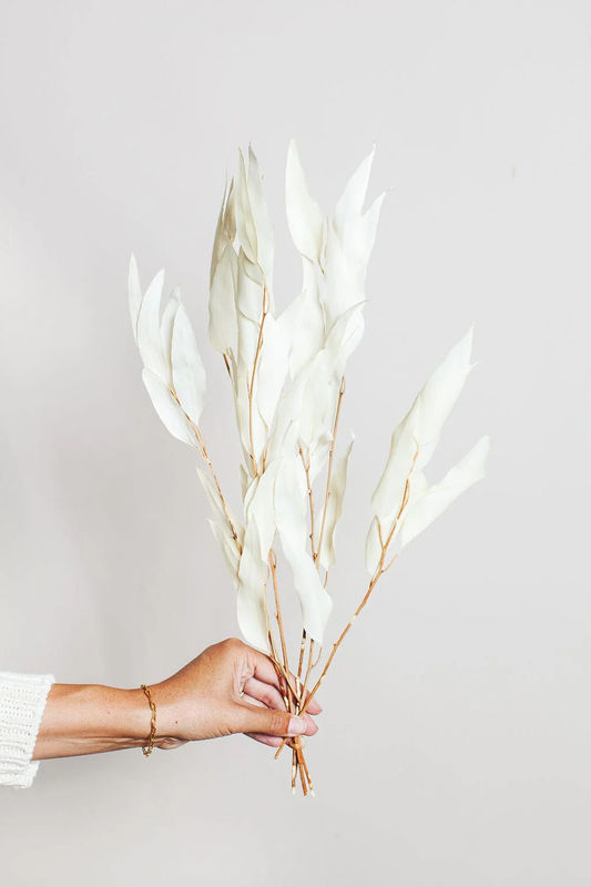 Preserved White Willow Eucalyptus