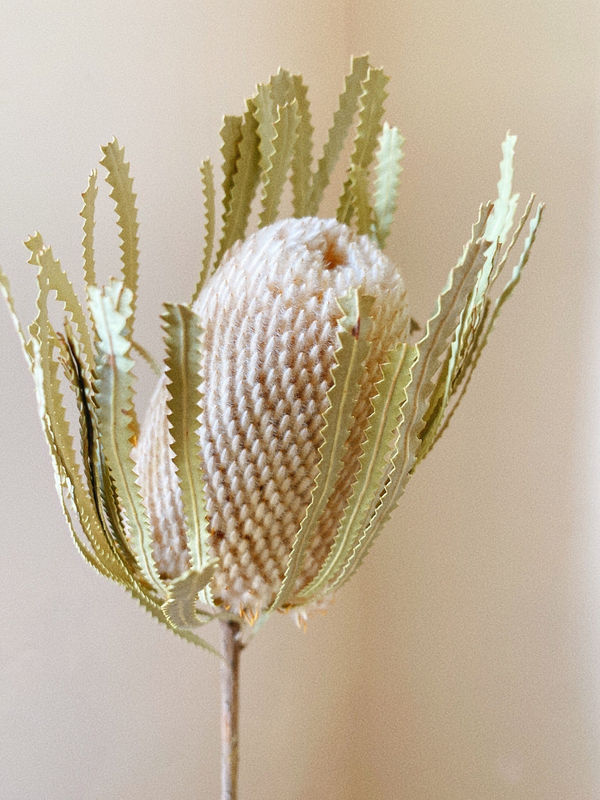 Dried Single Stem Natural Banksia