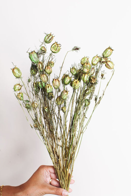 Green Nigella