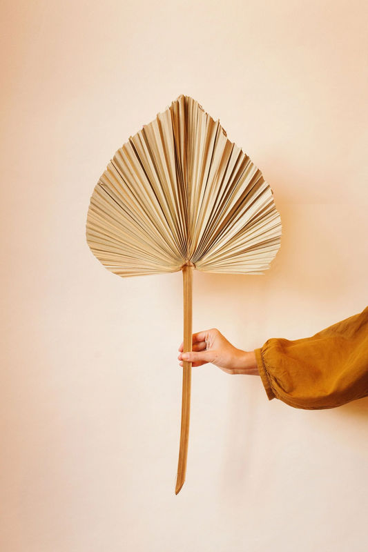 Giant Dried Spade Palm Frond