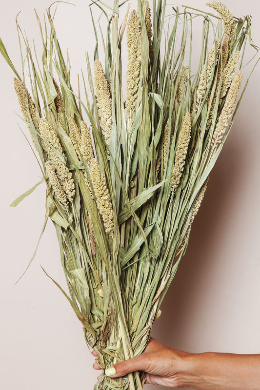 Natural Dried Setarea Grass
