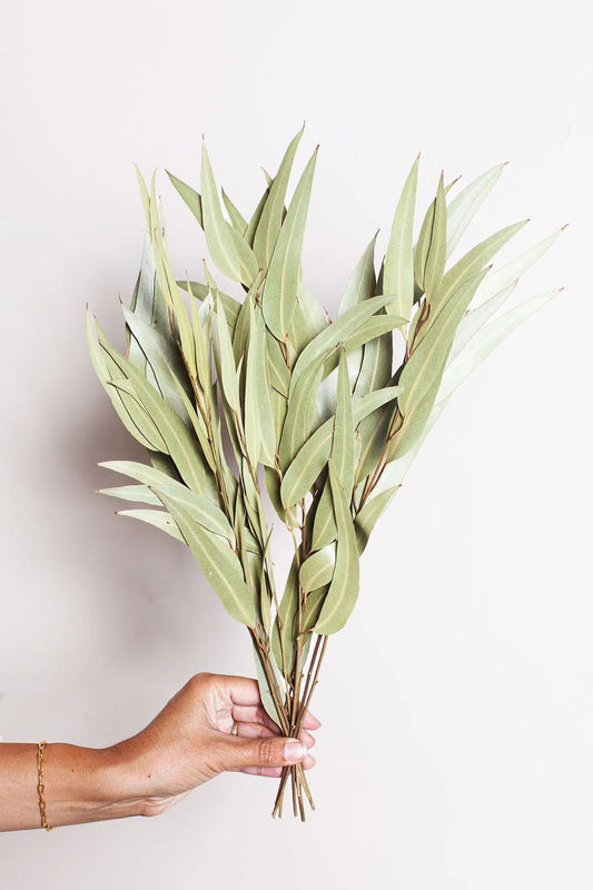 Green Willow Eucalyptus