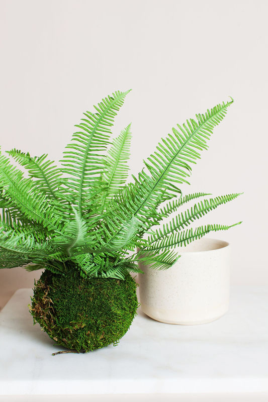 Green Star Fern in Moss Ball