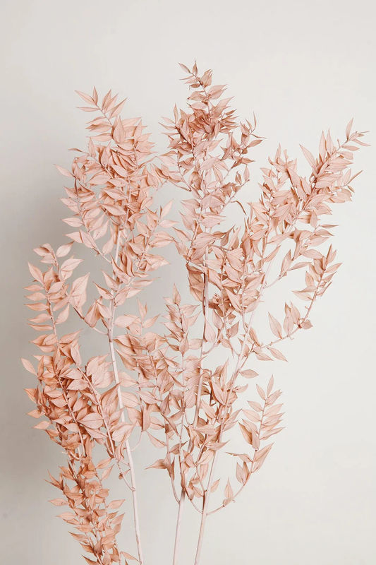 Blush Ruscus