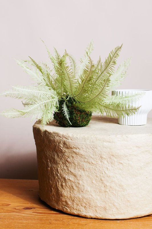 Spring Star Fern in Moss Ball