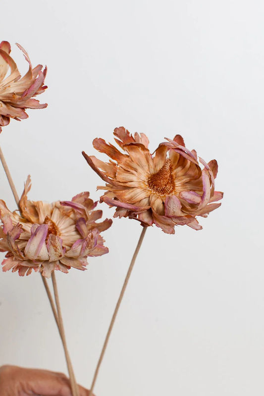 Phoenix Flower