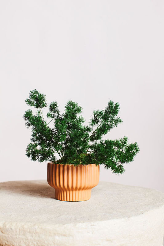 Ming Fern in Moss Ball