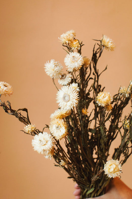 White Strawflower