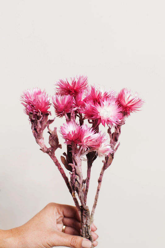 Pink Silver Daisy