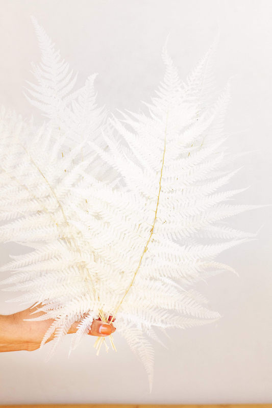 White Preserved Fern