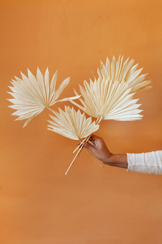 White Sun Palms