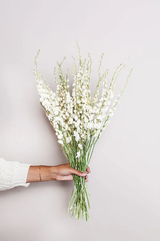 Dried Cream Larkspur