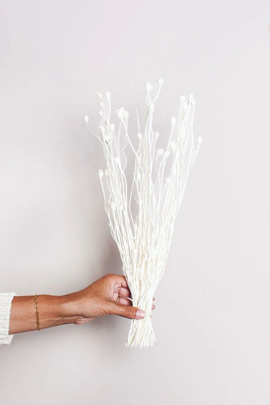 White Poppy Pods