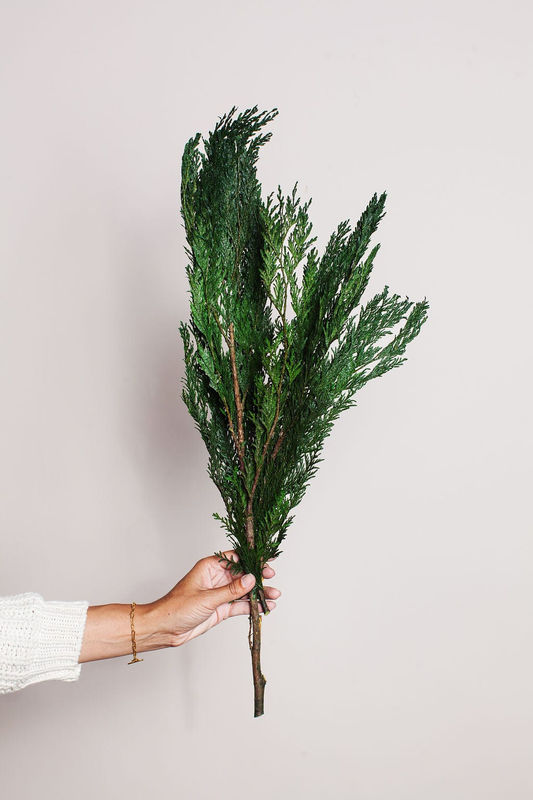 Preserved Cedar