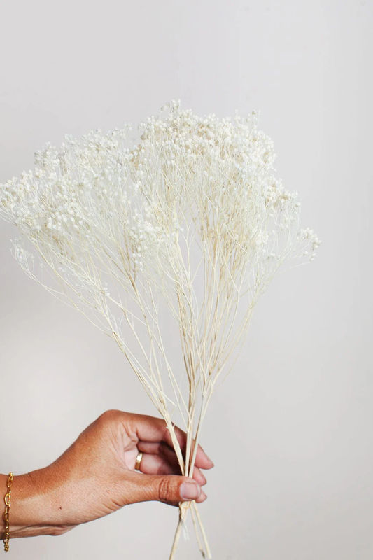White Preserved Broom Bloom