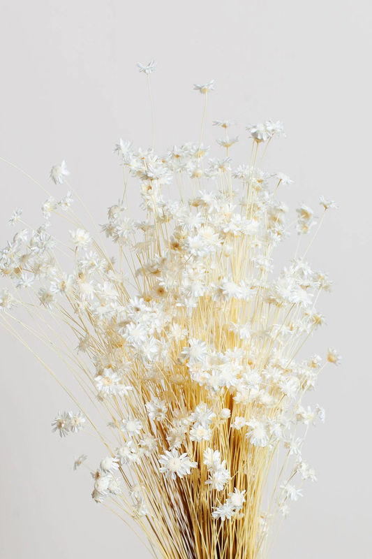 White Mini Star Flower