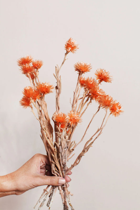 Orange Silver Daisy