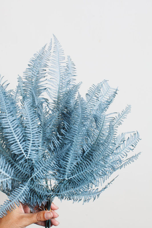 Preserved Dusty Blue Star Fern