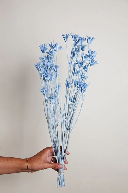 Sky Blue Dried Nigella